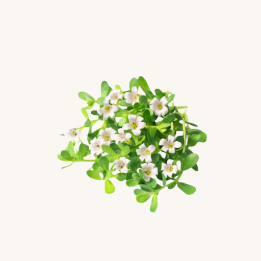 Brahmi