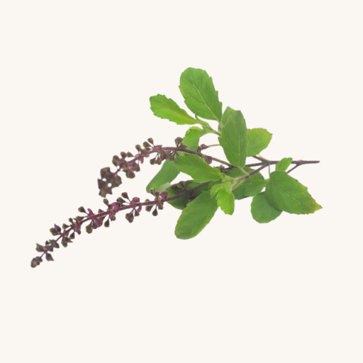 Tulsi