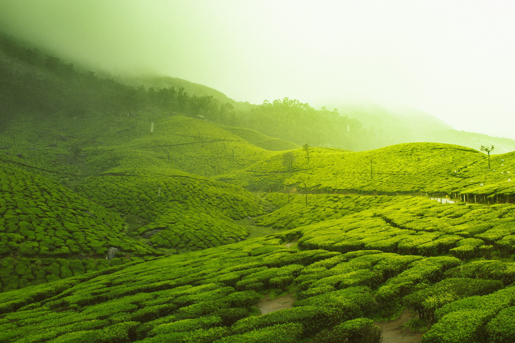 Green tea gardens on the hills of Munnar, India